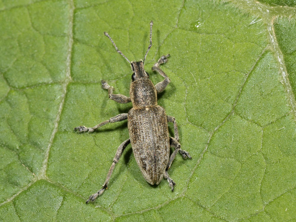 Tanymecus palliatus?